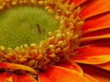 Drupal honlap SEO 